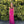 Alyce Paris 35745 Fuschia Pink Chiffon Prom Dress