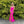 Blush Prom 12156 Glitter Knit Fitted Dress wit Lace up Back and Slit